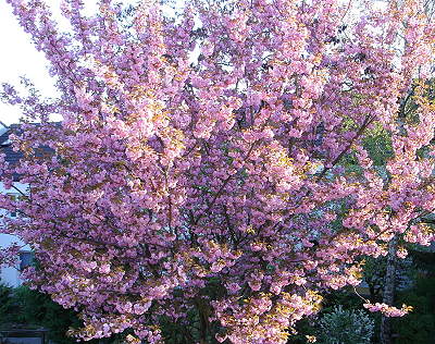 Blhender Baum