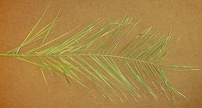 Palmzweig
