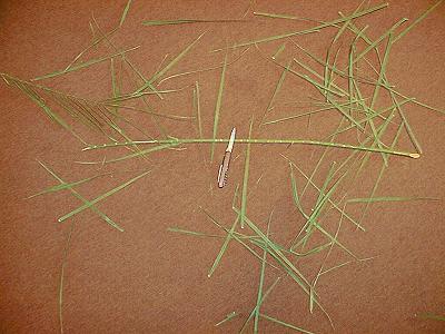 Palmzweig - Messer - Rute