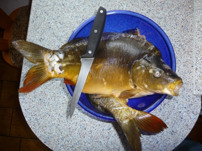 Fische zum Verzehr